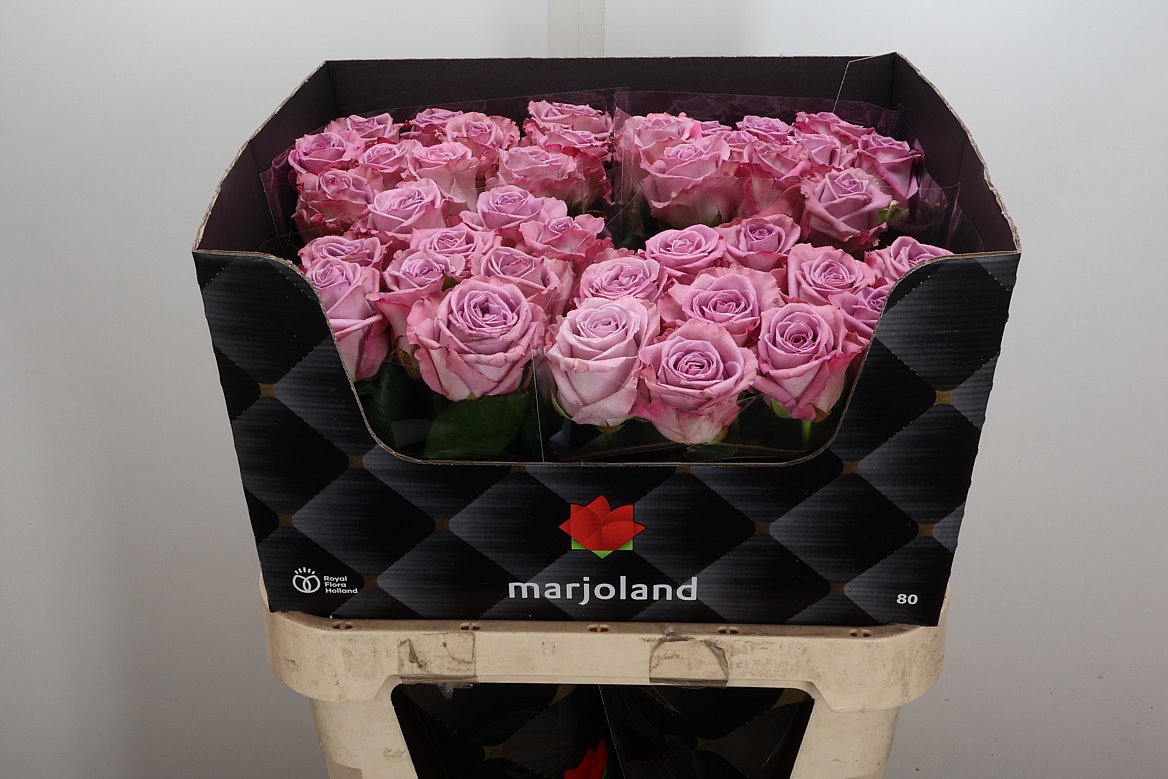 Rosa Nayeli! 80cm