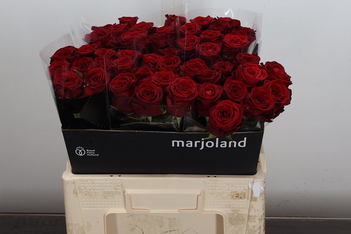 Rosa Red Naomi! 55cm