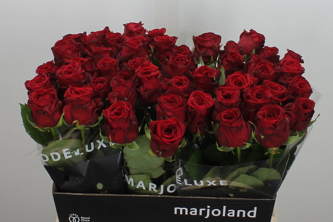 Rosa Red Naomi! 60cm