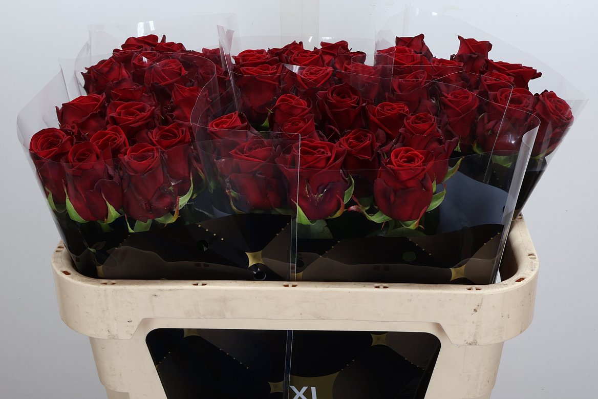 Rosa Red Naomi! 70cm
