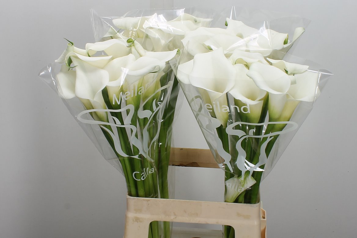 Zantedeschia Crystal Clear 65cm
