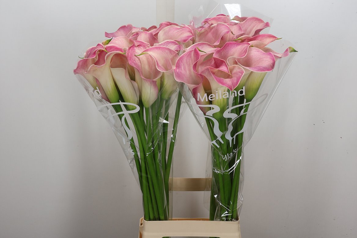 Zantedeschia Captain Romance 80cm
