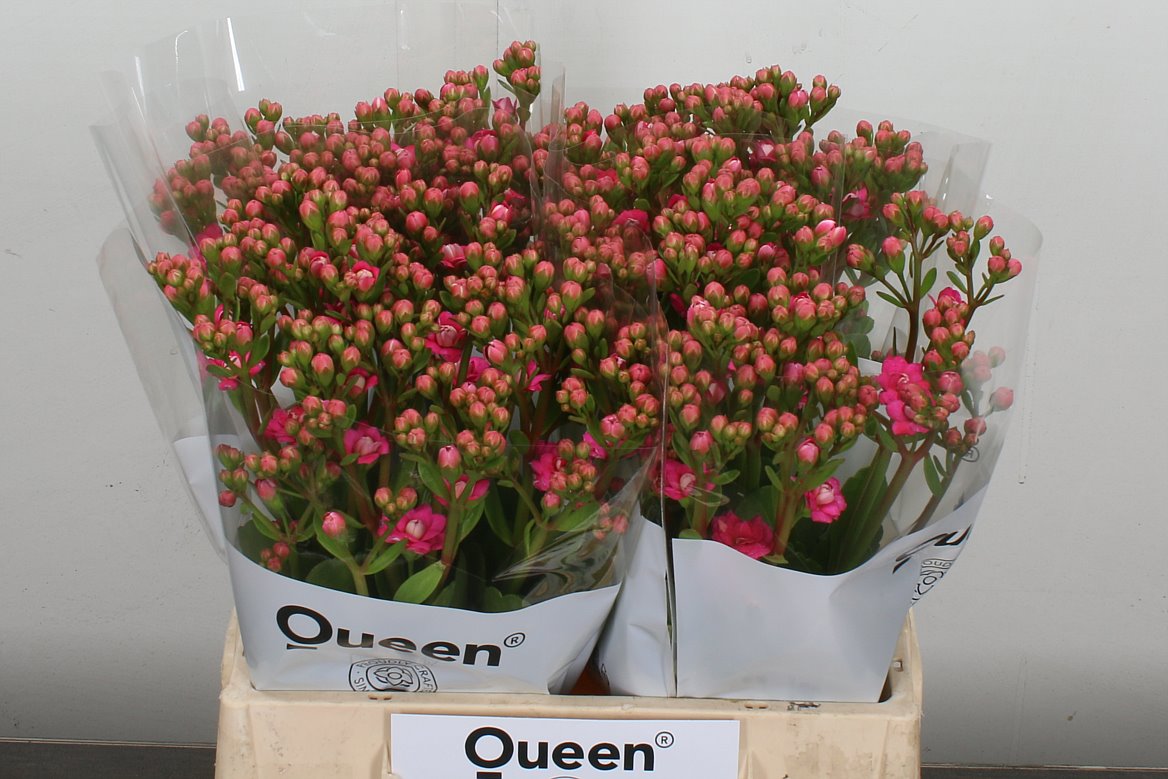 Kalanchoe Sweet Pink Meadow 40cm