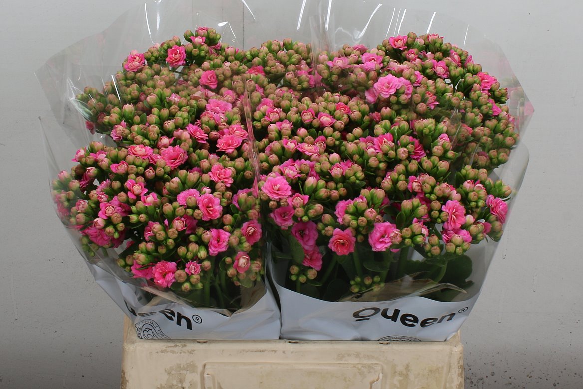 Kalanchoe Sensual Pink Meadow 40cm
