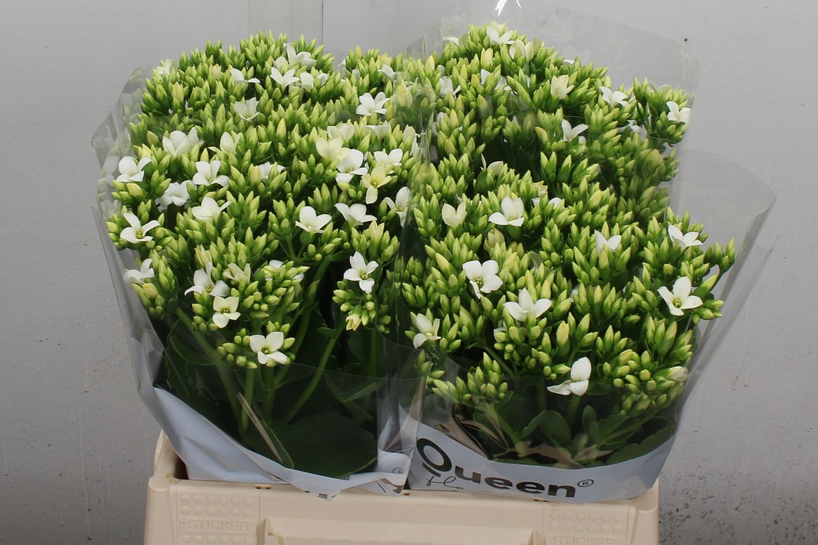 Kalanchoe Crystal White Meadow 40cm