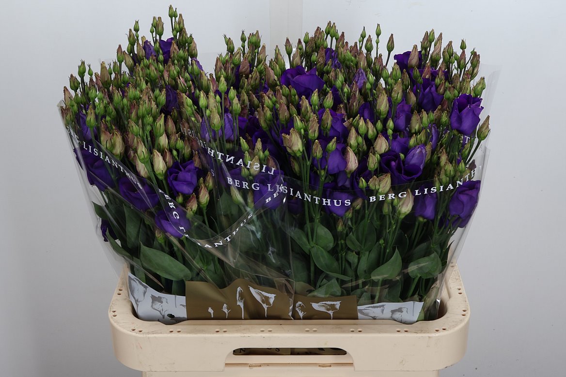 Eustoma Single Piccolo Violet 70cm