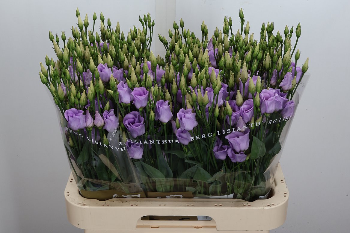 Eustoma Single Piccolo Lavender 70cm