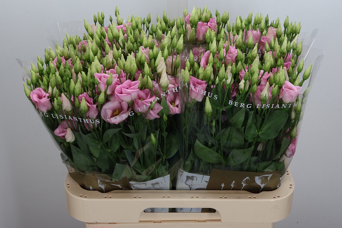 Eustoma Single Claire Light Pink 70cm