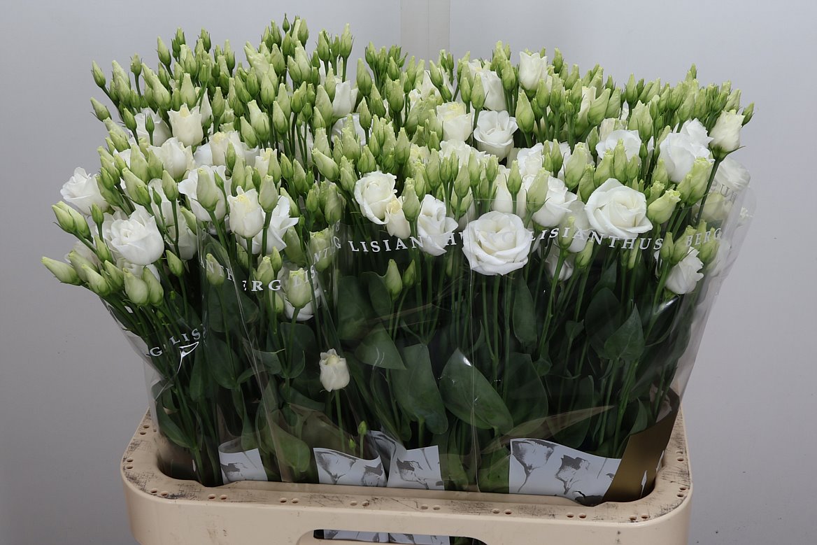 Eustoma Double Rosita White 70cm