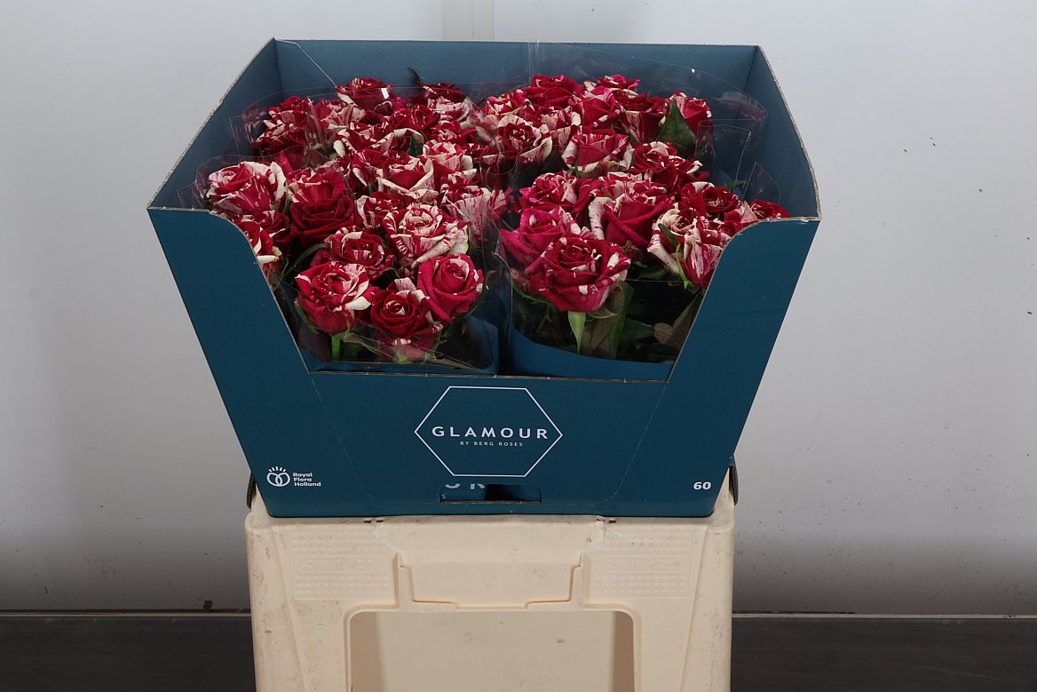 Rosa Harlequin 60cm