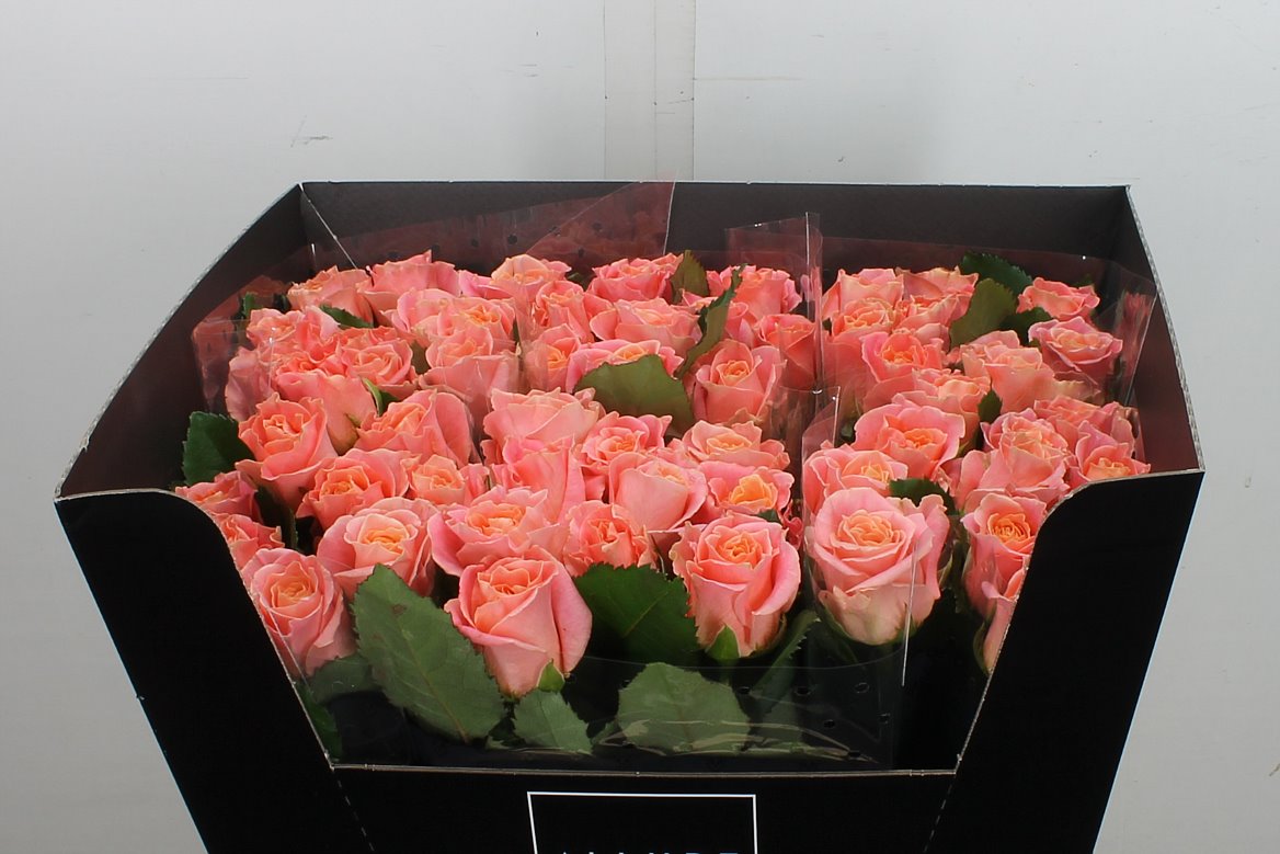 Rosa Miss Piggy+ 60cm