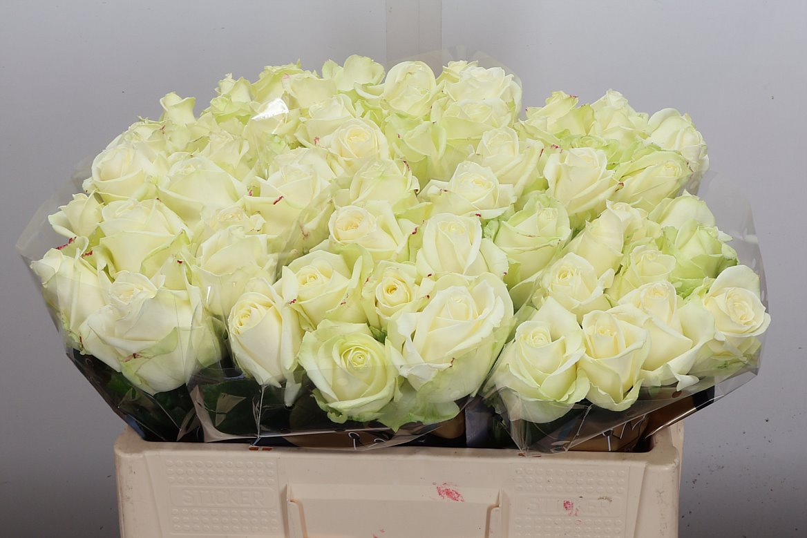 Rosa Avalanche+ 50cm