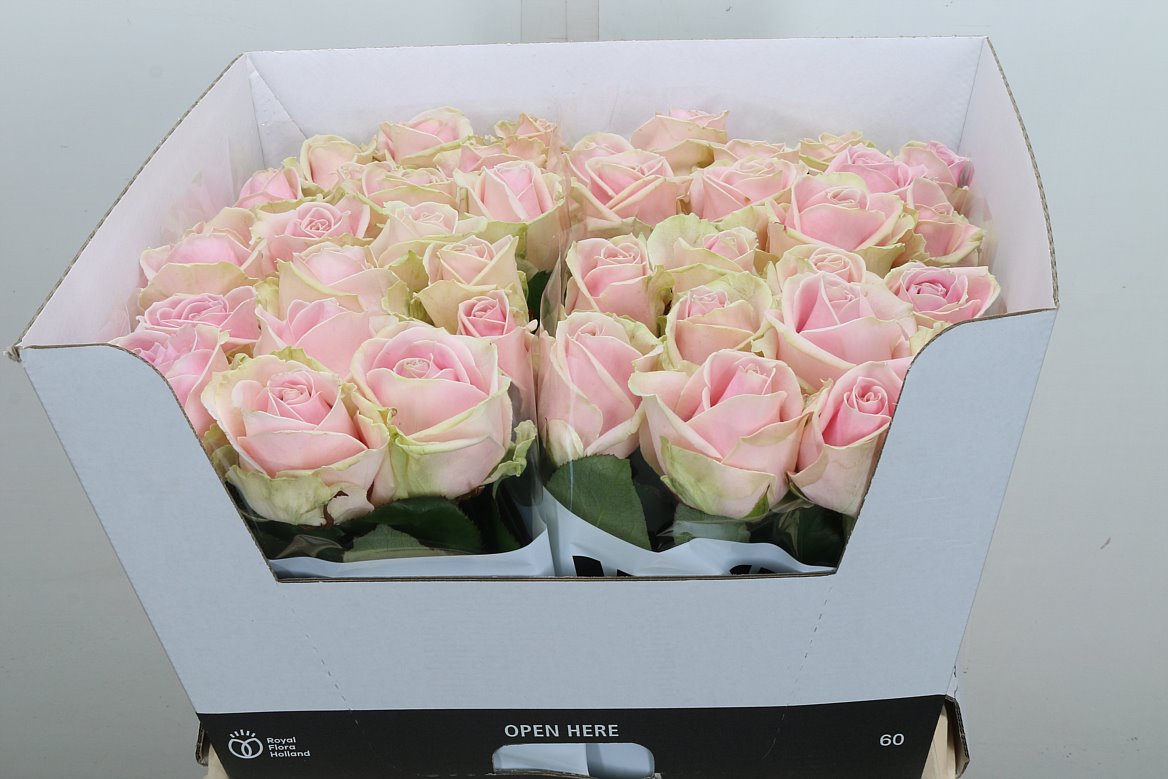 Rosa Sweet Avalance+ 60cm