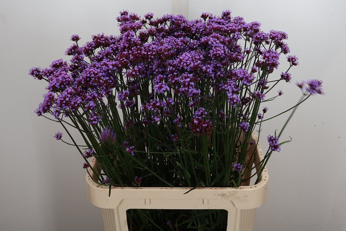 Verbena Hastata Pink Spires 85cm