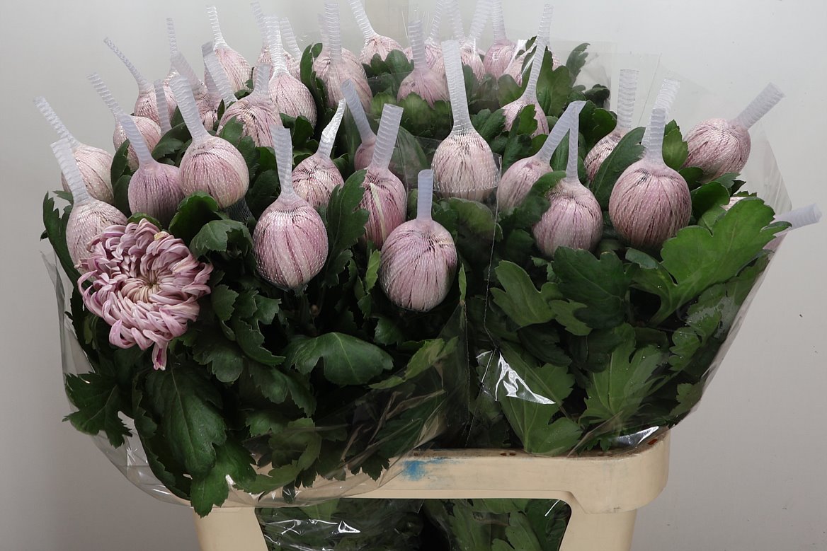 Chrysanth Single Vienna Pink 80cm 100gr.