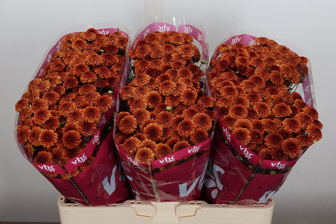 Chrysanth Santini Edvaldo 55cm 40gr.