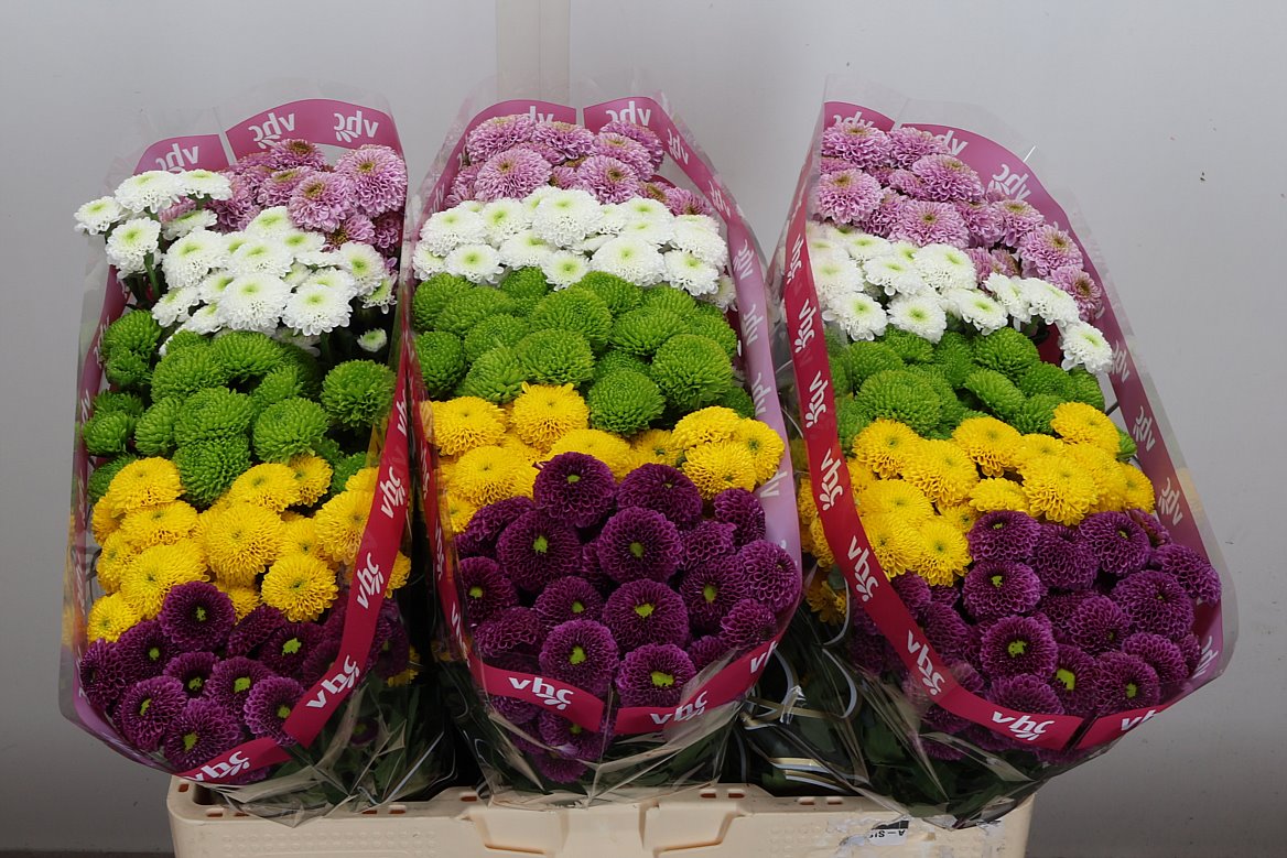 Chrysanth Santini Pompon Mix Per Bunch 55cm 40gr.