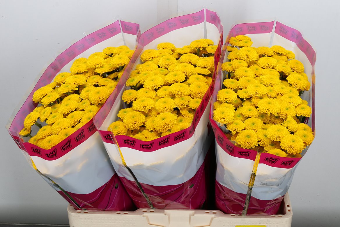 Chrysanth Santini Aurinko 55cm 40gr.
