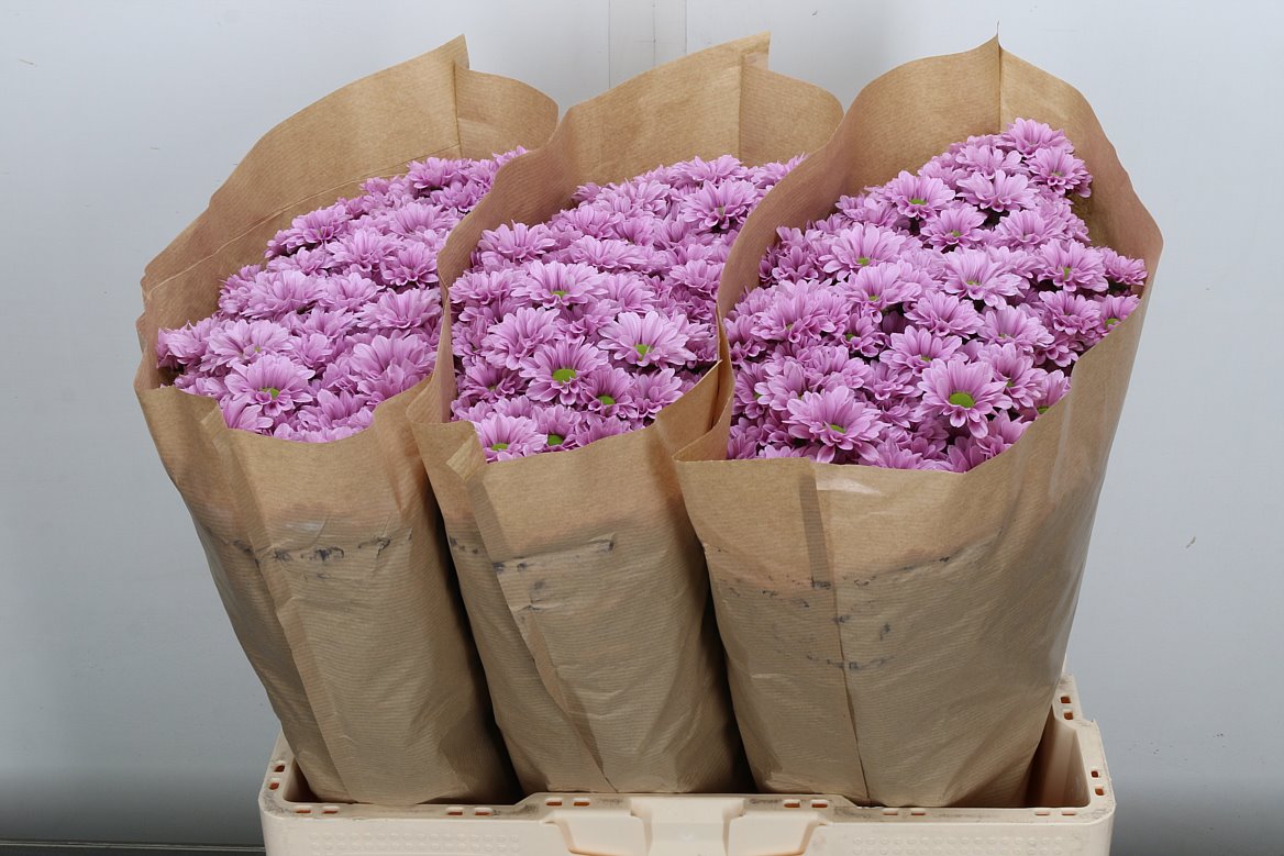 Chrysanth Santini Krissi 55cm 40gr.