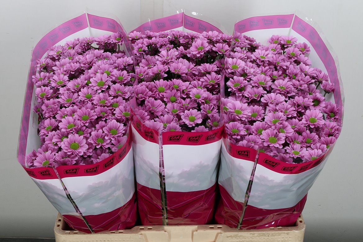 Chrysanth Santini Krissi 55cm 44gr.