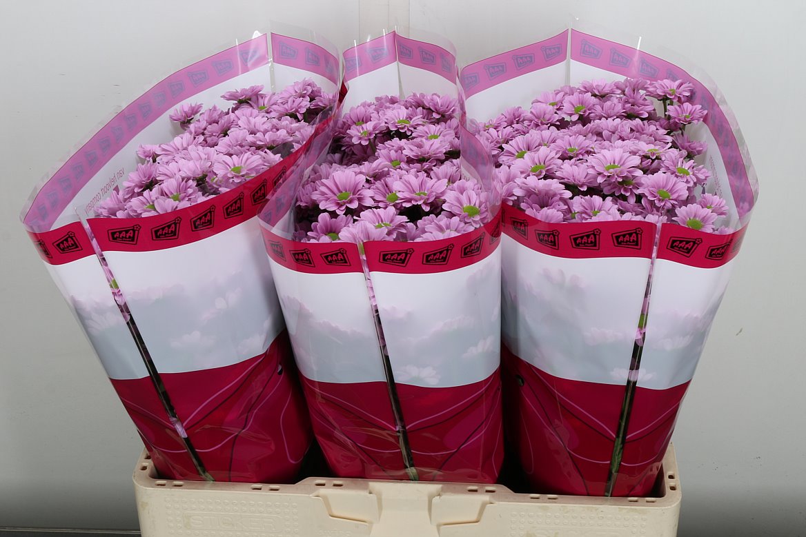 Chrysanth Santini Krissi 55cm 38gr.