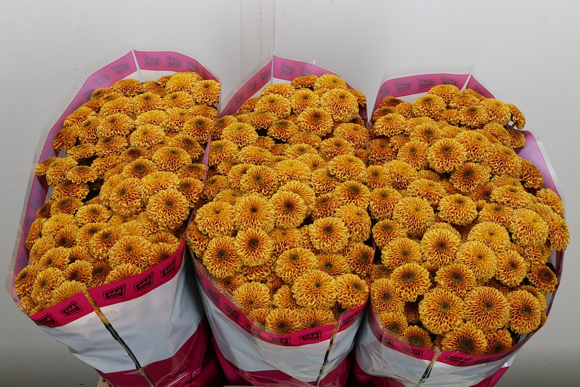 Chrysanth Santini Doria Orange 55cm 44gr.