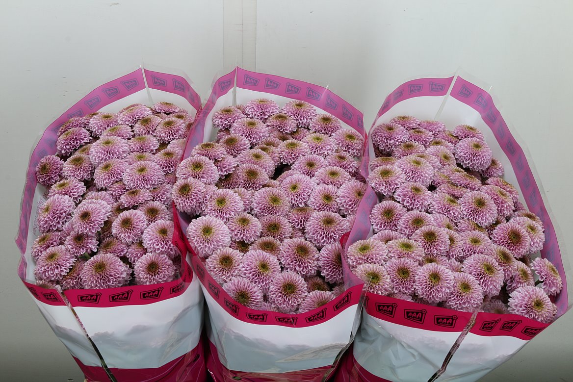 Chrysanth Santini Doria Pink 55cm 44gr.
