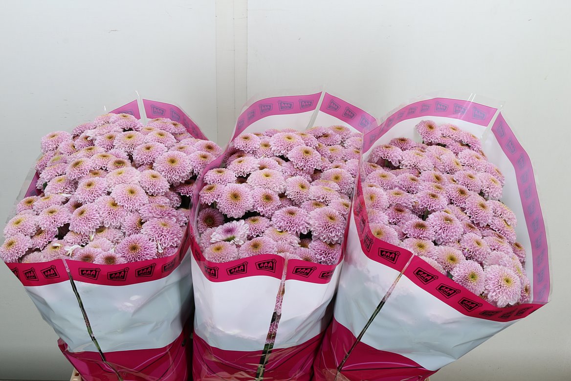 Chrysanth Santini Doria Pink 55cm 52gr.