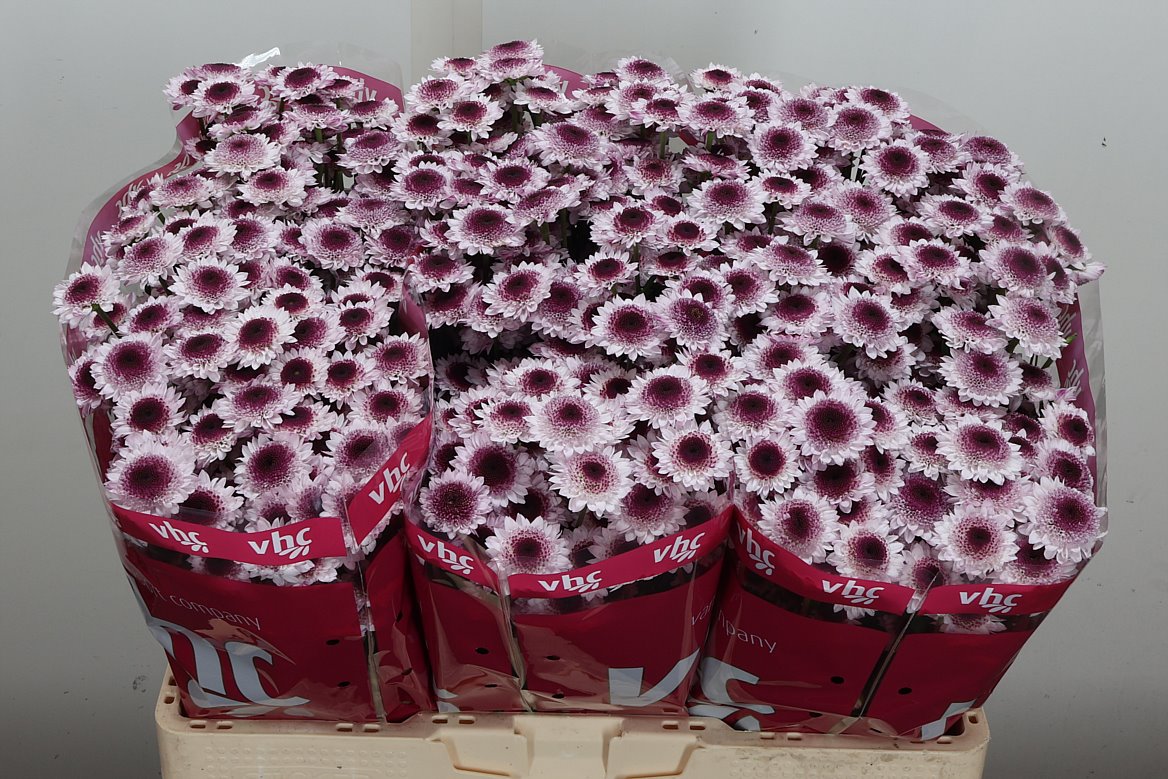 Chrysanth Santini Sweetheart 55cm 40gr.