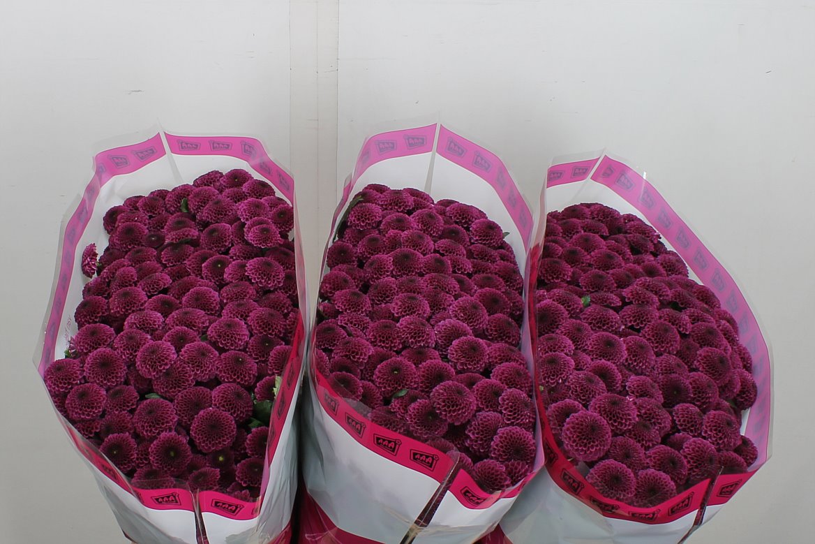Chrysanth Santini Purpetta 55cm 40gr.