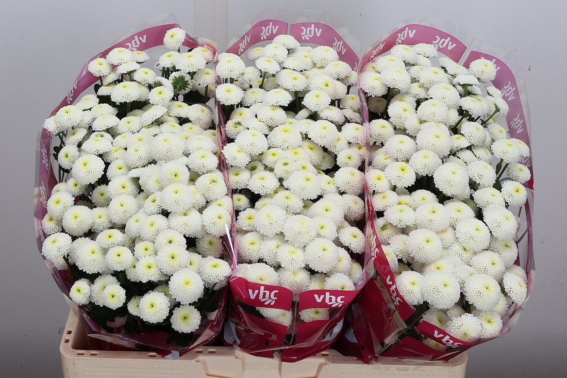 Chrysanth Santini Pizarro 55cm 42gr.