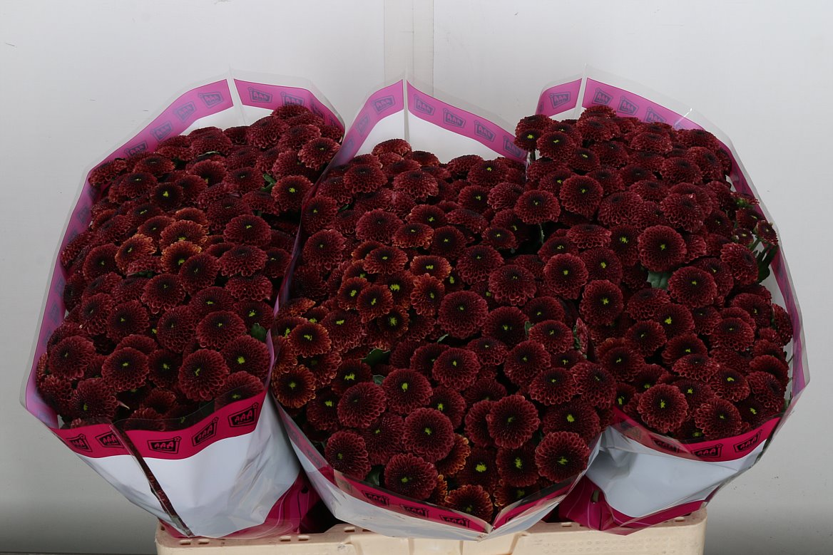 Chrysanth Santini Purpetta Red 55cm 40gr.