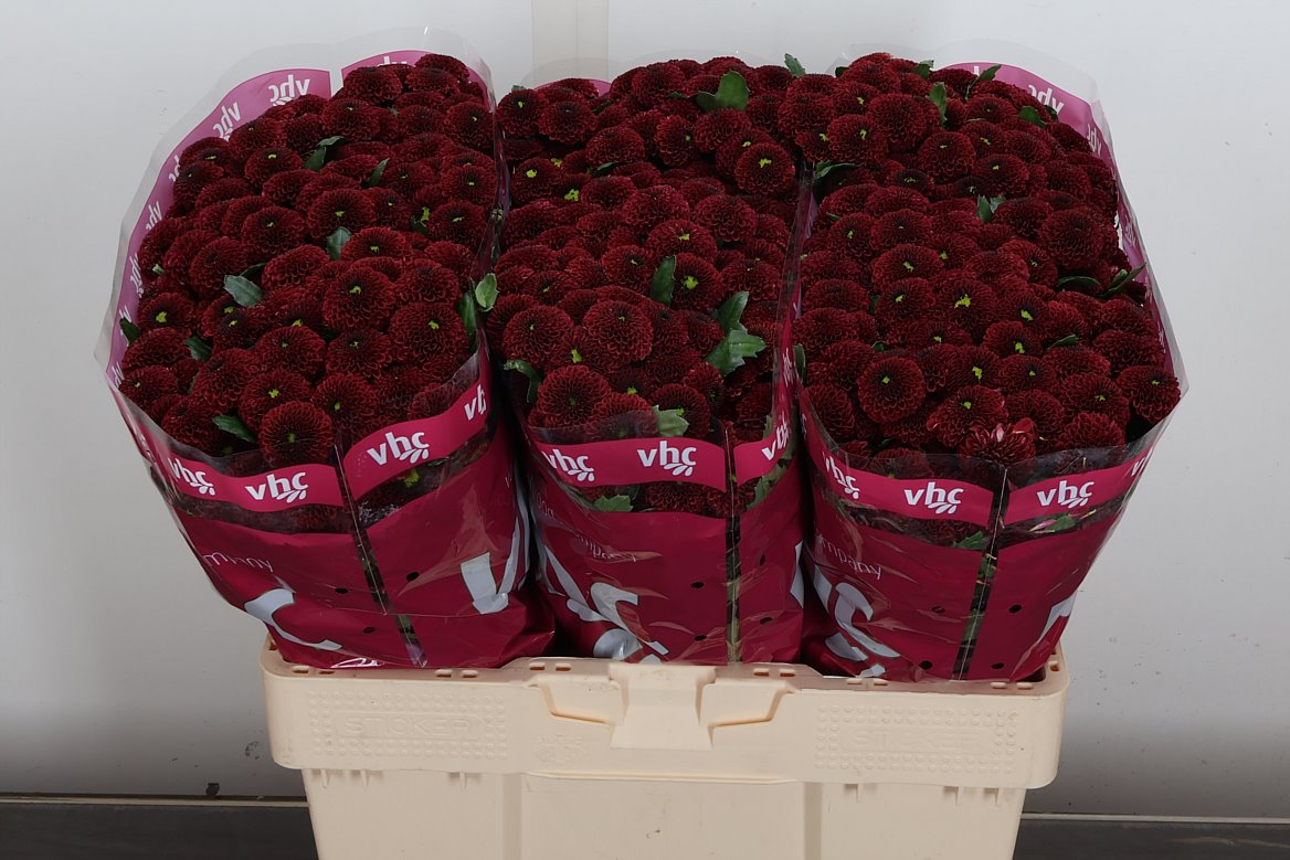 Chrysanth Santini Purpetta Red 55cm 54gr.