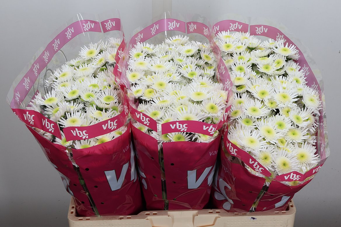 Chrysanth Santini Maradona 55cm 42gr.