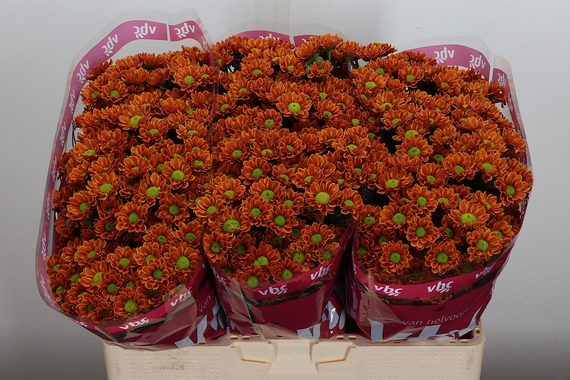 Chrysanth Santini Insta 55cm 38gr.