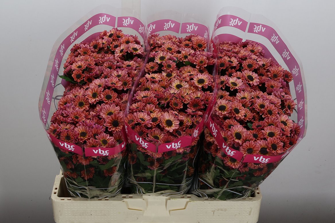 Chrysanth Santini Yin Yang Smokey 55cm 42gr.