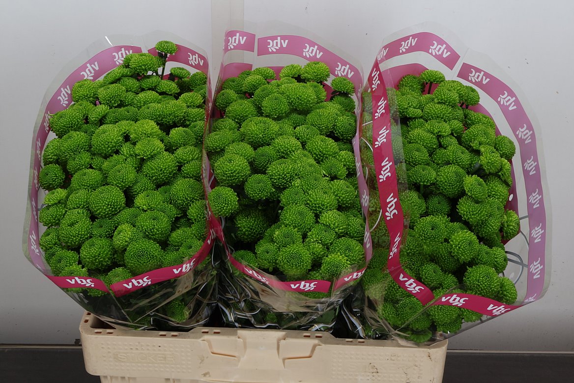 Chrysanth Santini Peptalk 55cm 40gr.