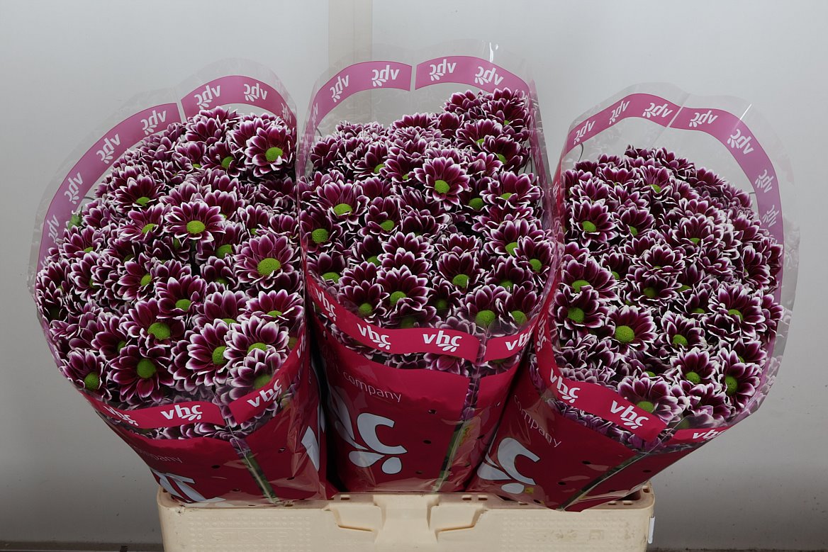 Chrysanth Santini Doppia 55cm 42gr.