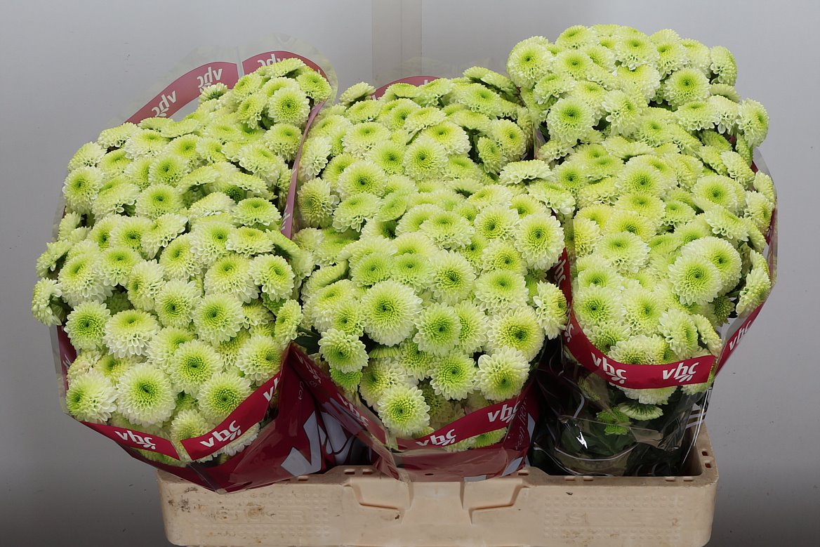 Chrysanth Santini Bumper 55cm 38gr.