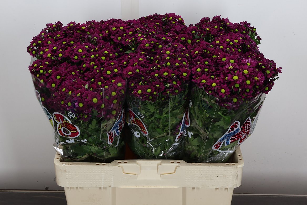 Chrysanth Santini Madiba Aswad Purple 55cm