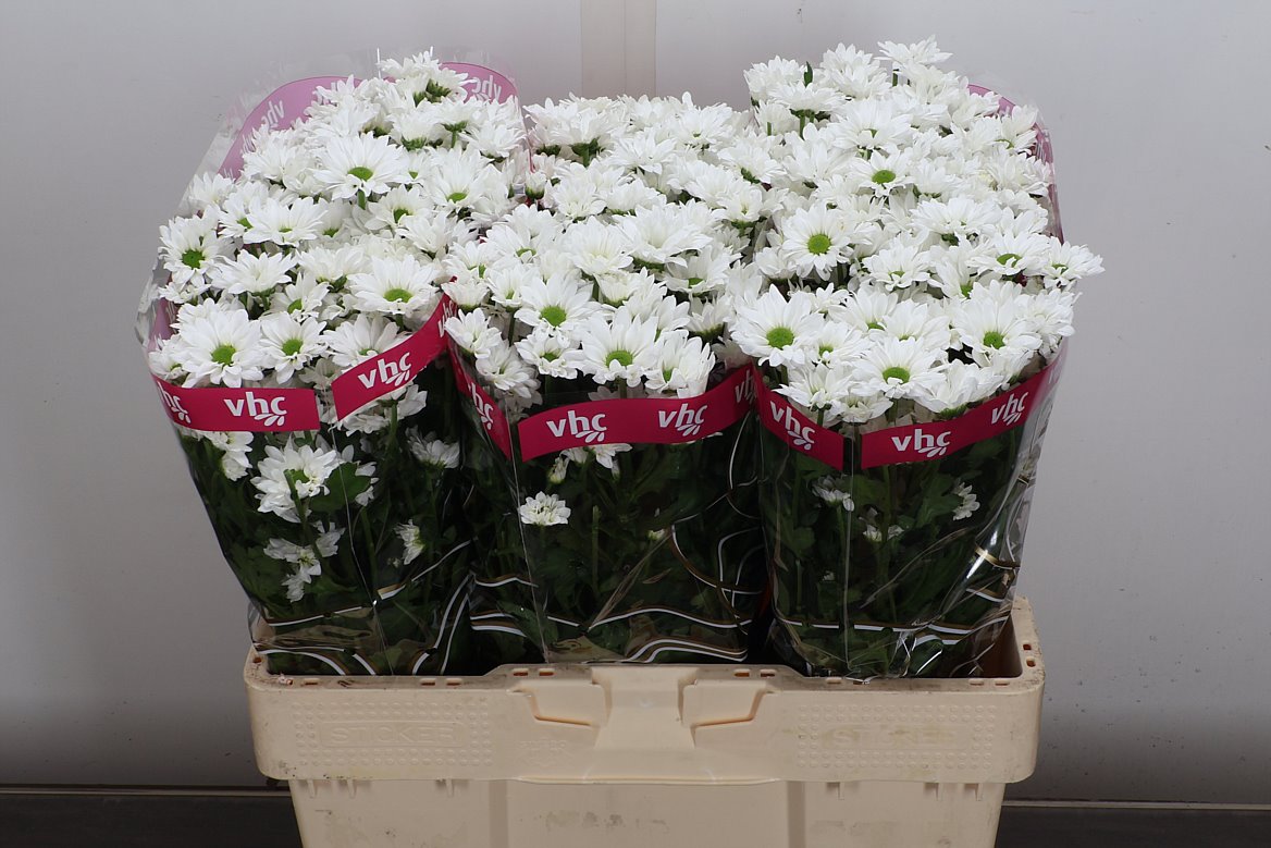 Chrysanth Santini Inzell 55cm