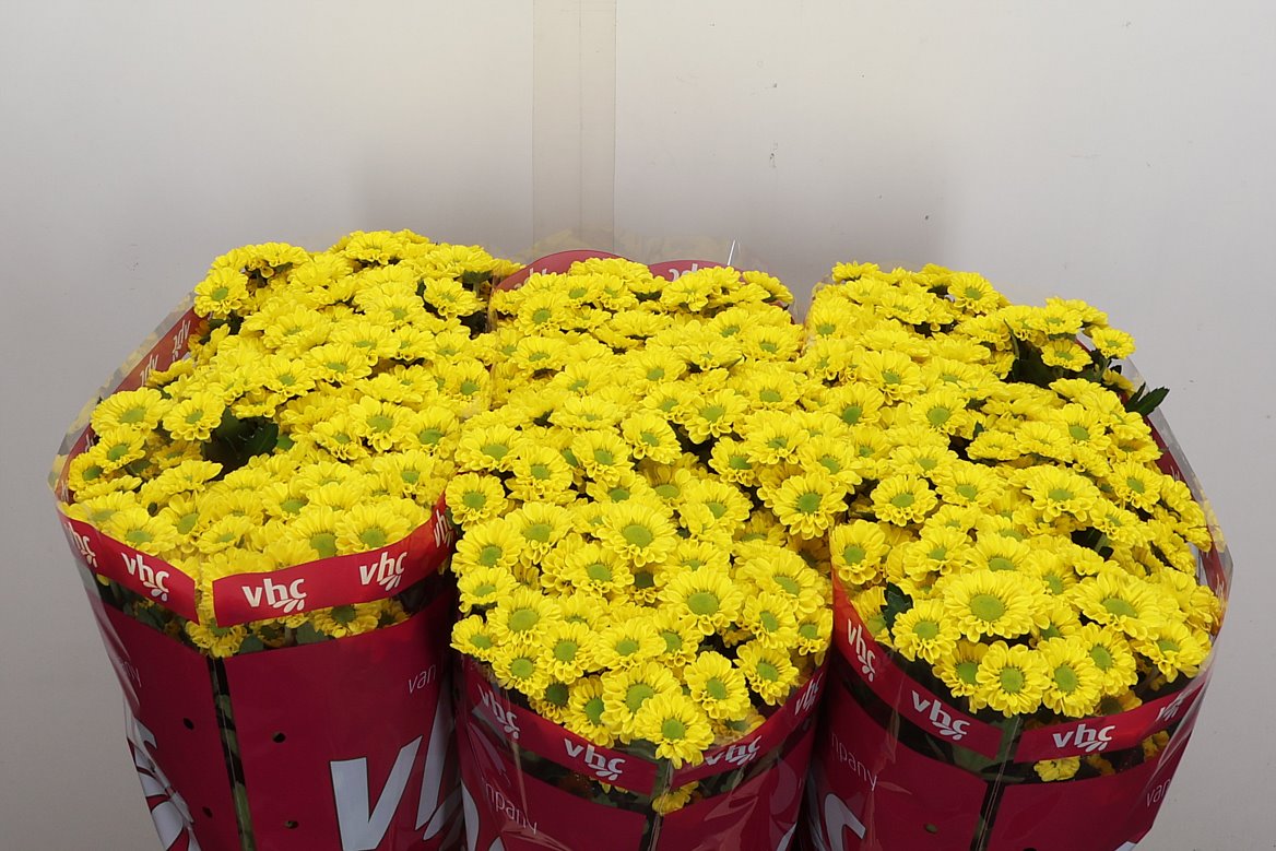 Chrysanth Santini Startup 55cm
