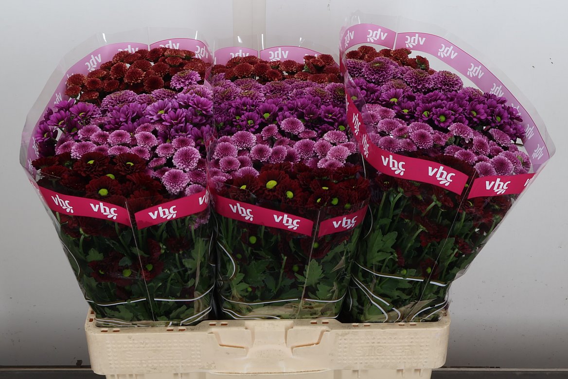 Chrysanth Santini Mix 55cm 44gr.
