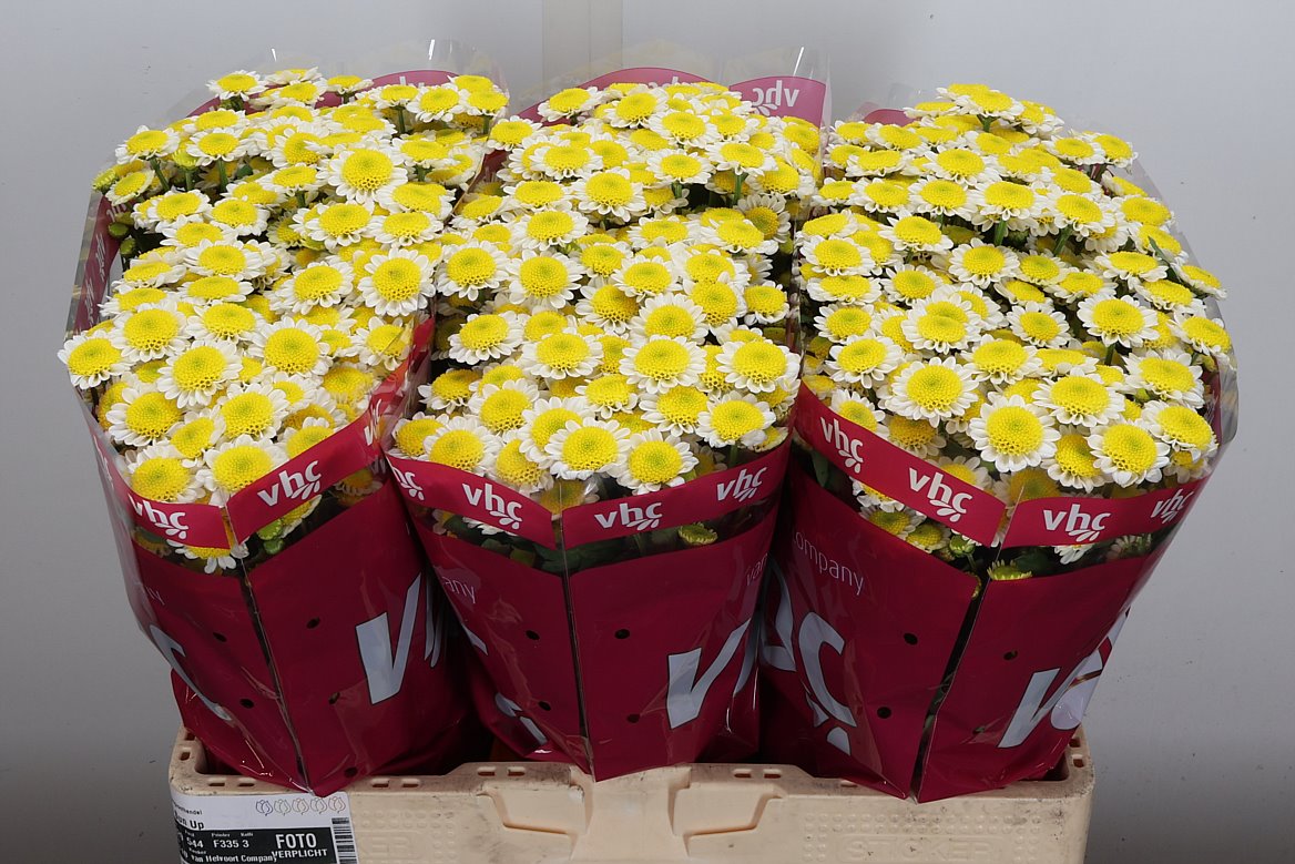 Chrysanth Santini Sun Up 55cm 44gr.