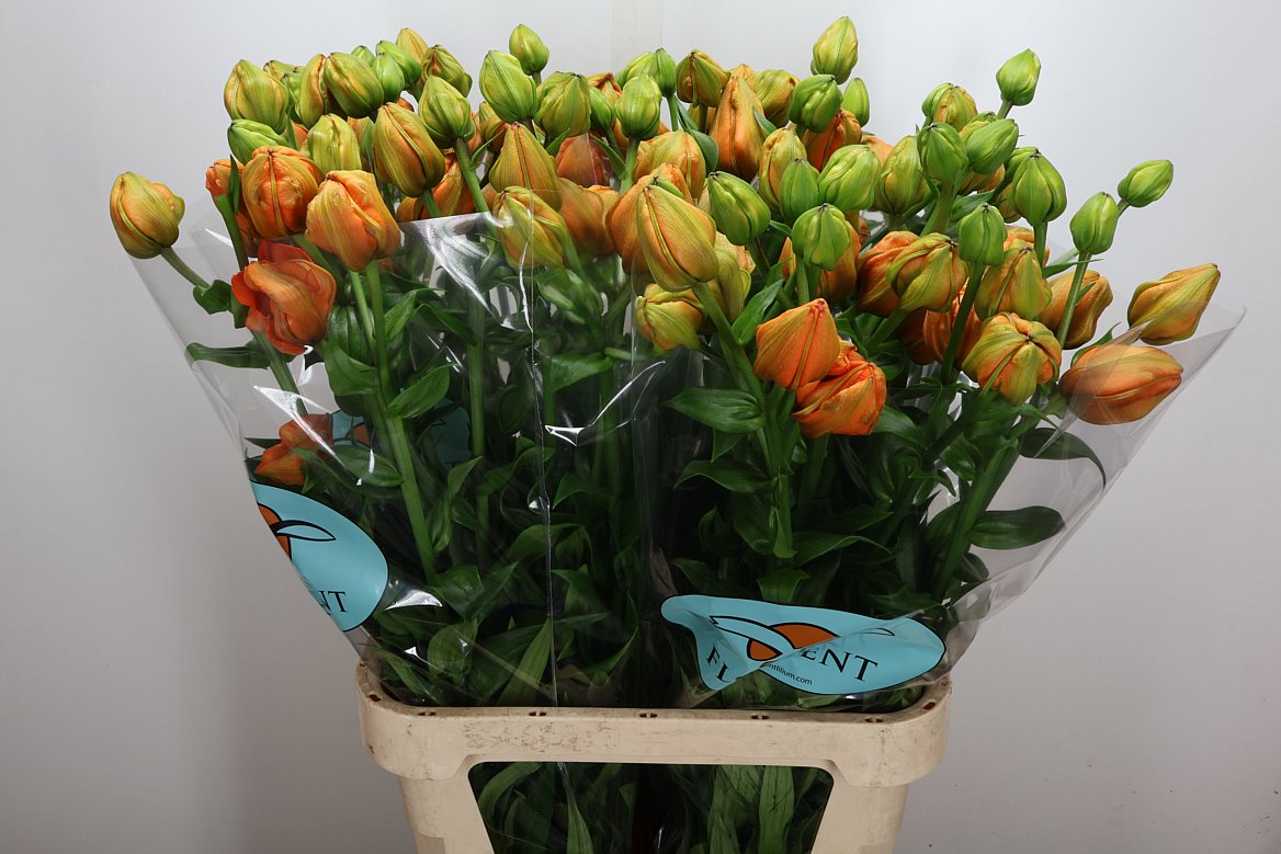 Lily Asiatic Orange Lampion 100cm 3+