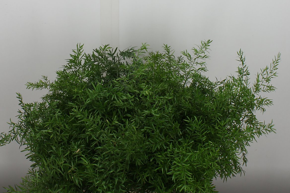 Asparagus Densiflorus Cwebe 40cm