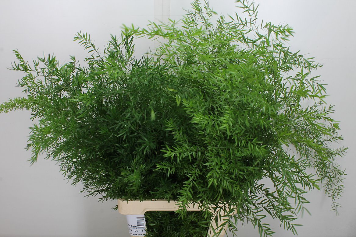 Asparagus Densiflorus Cwebe 65cm