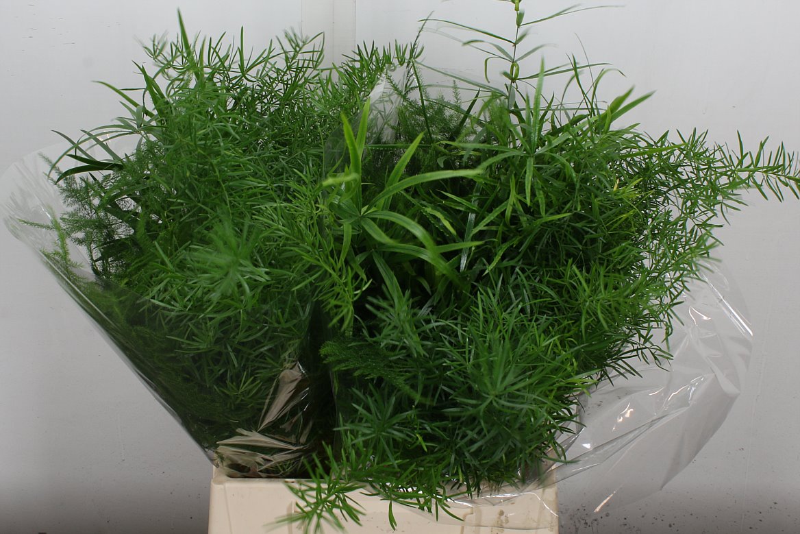 Asparagus Mix 45cm