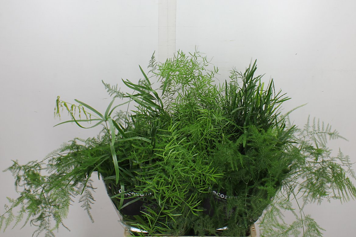 Asparagus Mix 65cm