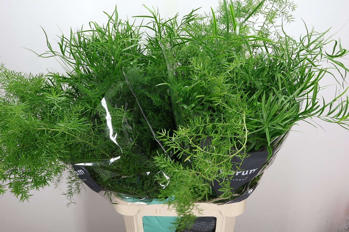 Asparagus Mix 85cm